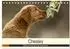 Calvendo Chesley Kleiner Hund große Abenteuer Tischkalender 2027 DIN A5 quer