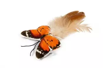 Beeztees Schmetterling Spielzeug Plüsch mit Federn und Knisterfolie
