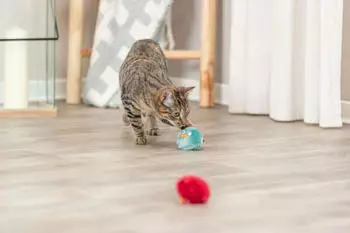 Trixie Rasselball