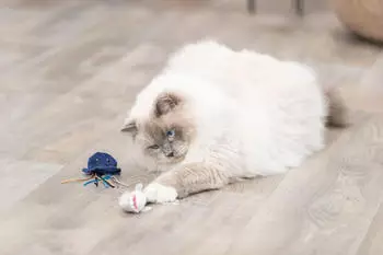 Trixie Meerestier aus Plüsch mit Catnip