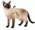 Flamingo Katze Geschirr Step&Go Berta Beige M 29-33cm 42-46cm