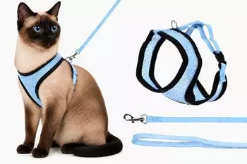 Flamingo Harms Katzengeschirr-Set blau/schwarz