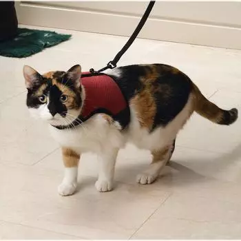 Beeztees Geschirr Katzengeschirr Comfort rot