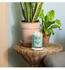 Yankee Candle Aloe & Agave 368g