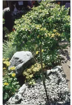 Weco Naturstein Carrara Marmorkies weiß 8-16 mm 500 kg