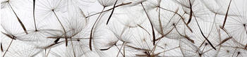 DIMEX Küchenrückwand Folie selbstklebend Spritzschutz 260x 60 cm LÖWENZAHNSAMEN