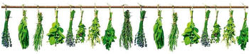 DIMEX Küchenrückwand Folie selbstklebend Spritzschutz 260x 60 cm KRÄUTER