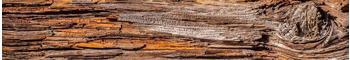 DIMEX Küchenrückwand Folie 60x 350 cm BAUMRINDE