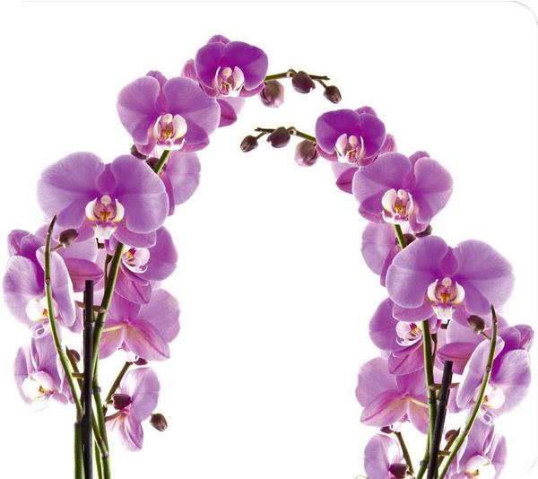 Wenko Multi-Platte Orchideenblüte