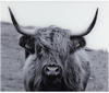 WENKO Küchenrückwand »Highland Cattle«, gehärtetes Glas, 60x50 cm