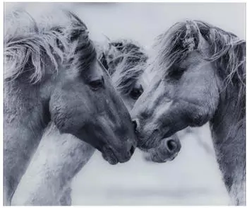 Wenko Glasr&uuml;ckwand 60 x 50 cm Horses