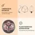Klarstein Renarta Rossa Black