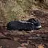 adidas Tracerocker 2.0 (Herren)