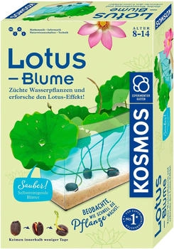Kosmos Lotusblume