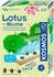 Kosmos Lotusblume