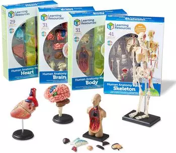 Learning Resources Anatomie-Modelle Bundle, 132 Teile, ab 8 Jahren (LER3338)