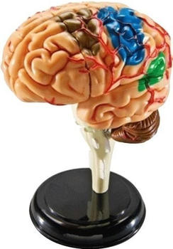 Learning Resources Anatomie Model Gehirn