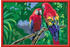 Ravensburger Malen nach Zahlen Bunte Papageien (23770)