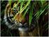 Mammut Spiel & Geschenk Artists Collection groß - Tiger