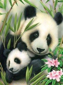 Royal & Langnickel Malen nach Zahlen Panda & Baby