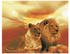 Crystal Art Lions of the Savannah 40x50cm
