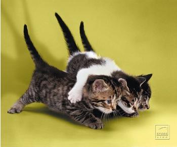 Speedlink Silk Mauspad Cats
