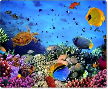 Merchandise for Fans Motiv: Meer mit Korallenriff und Fischen Unterwasseraufnahme | 006