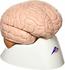 3B Scientific Gehirn Modell