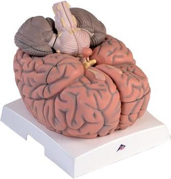 3B Scientific Mega-Gehirn