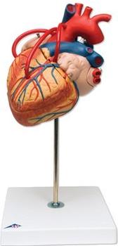 3B Scientific Herz mit Bypass 2-fache Größe 4-teilig G06