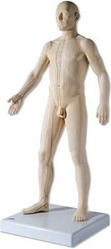 3B Scientific Akupunktur-Figur männlich N30