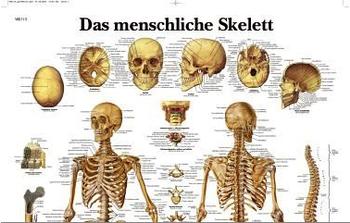 3B Scientific Das menschliche Skelett VR0113UU