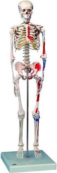 3B Scientific Mini Skelett m. Muskelbemalung A18/5