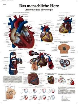 3B Scientific Das menschliche Herz - Anatomi VR0334UU