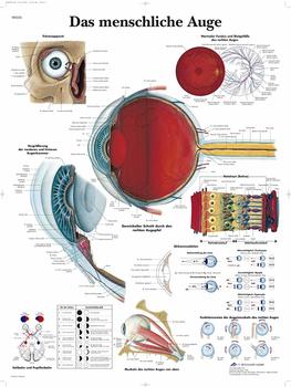 3B Scientific Das menschliche Auge VR0226UU