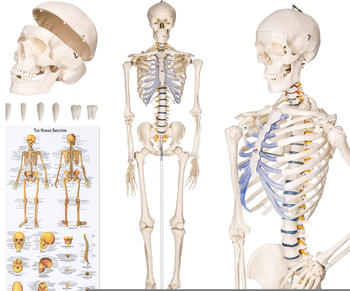 TecTake Menschliches Skelett Stativ lebensgroß