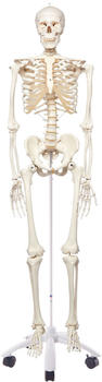 3B Scientific Stan A10 Skelettmodell