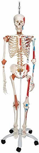 3B Scientific Luxus-Skelett Sam auf Hängestativ A13/1