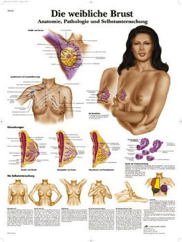 3B Scientific Die weibliche Brust - Anatomie VR0556L