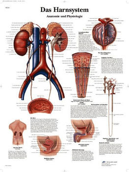 3B Scientific Das Harnsystem Anatomie und Physiologie VR0514L