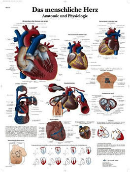 3B Scientific Das menschliche Herz - Anatomi VR0334L