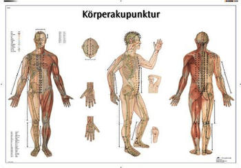 3B Scientific Körperakupunktur VR0820UU