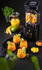 Wilfa PowerFuel XL Standmixer 2L