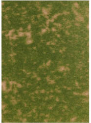 Busch Groundcover-Bodendecker: Sommergras (1303)