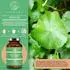 Qidosha Gotu Kola Extrakt (Indischer Wassernabel) mit 10% Asiaticosiden Kapseln 120 Stk.