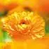 Weleda Calendula Waschlotion & Shampoo