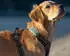 Tractive Dog XL