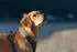 Tractive Dog XL