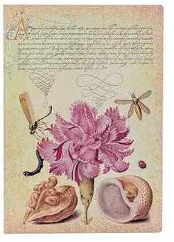 Paperblanks Softcover Notizbuch, Rosa Nelke, Midi, Unliniert