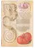 Paperblanks Softcover Notizbuch Lilie & Tomate, Midi, Liniert